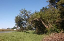 Árbol a punto de caer en Ruta 188